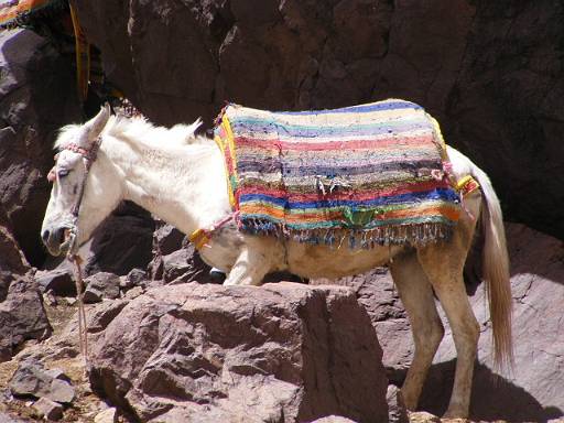 81_Welcome Mule.JPG - Luggage carrying mule